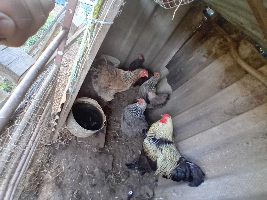 4 galinhas e um galo brahmas