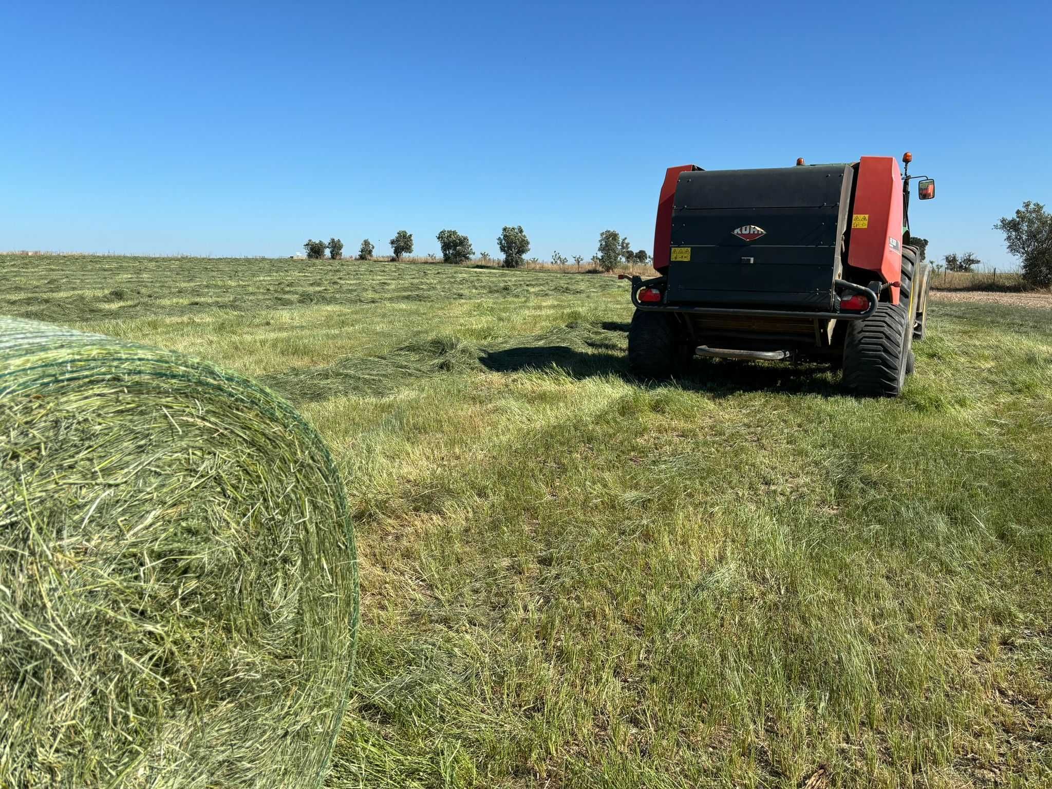 Bolas teff 14% proteína