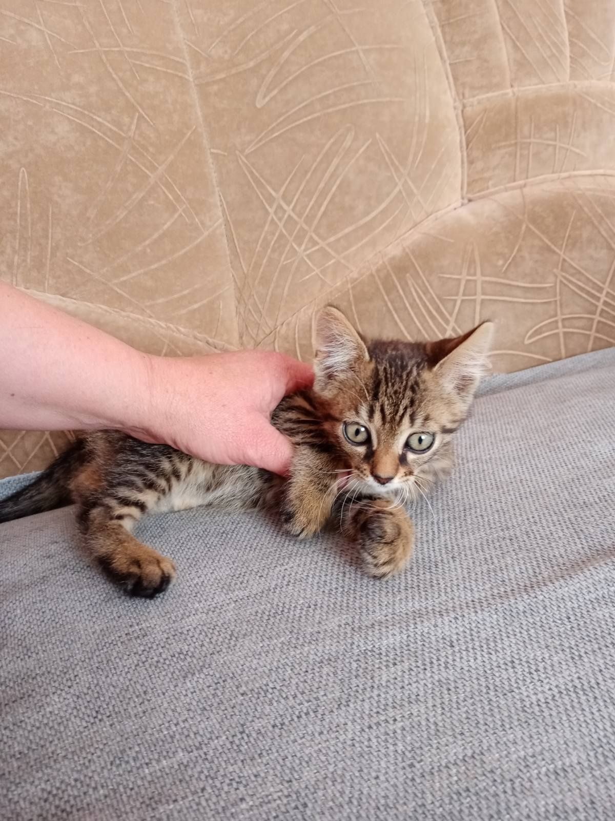 Кошеня. Хлопчик.