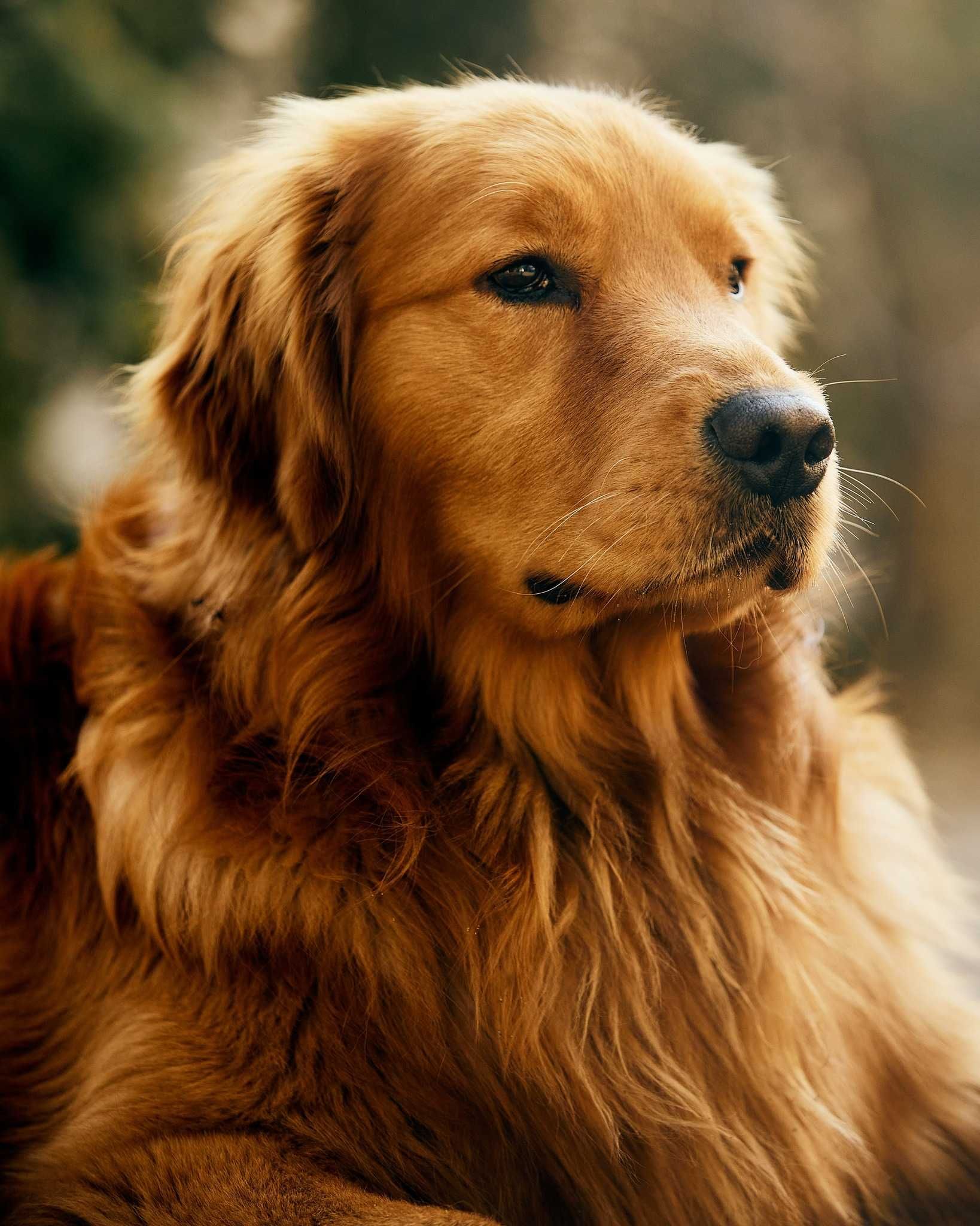 Reproduktor Amerykański Golden Retriever