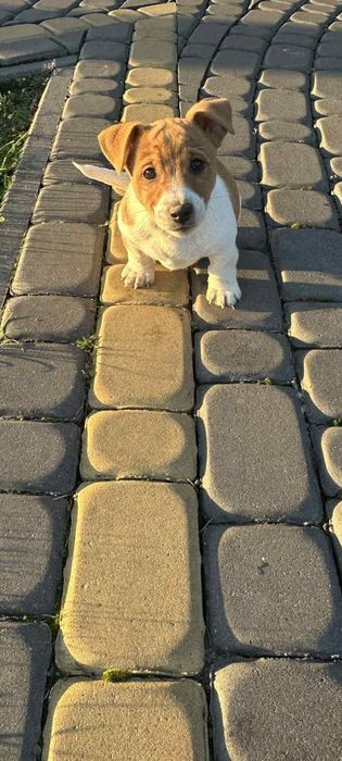 Jack russell terrier szczenię