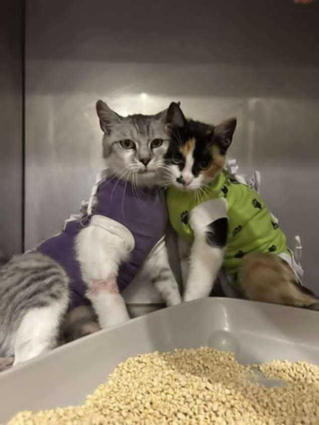 Brie i Gouda zakochane w sobie koteczki do adopcji