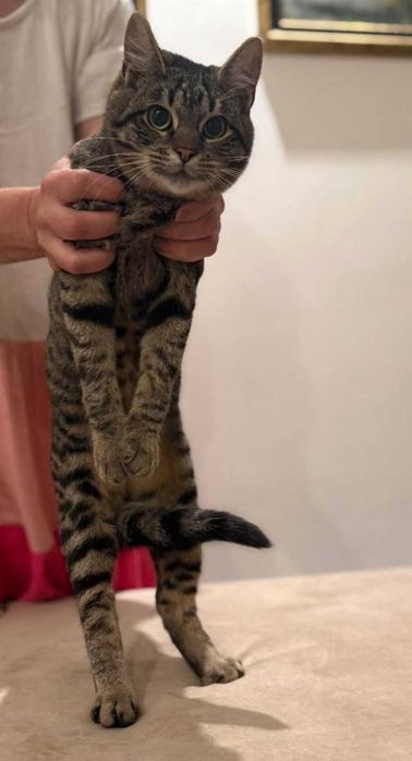 кошеня 8 місяців, лагідний котик,кіт, красивий