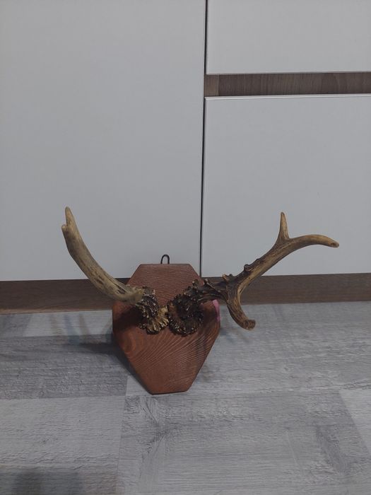 Poroże młodego jelenia