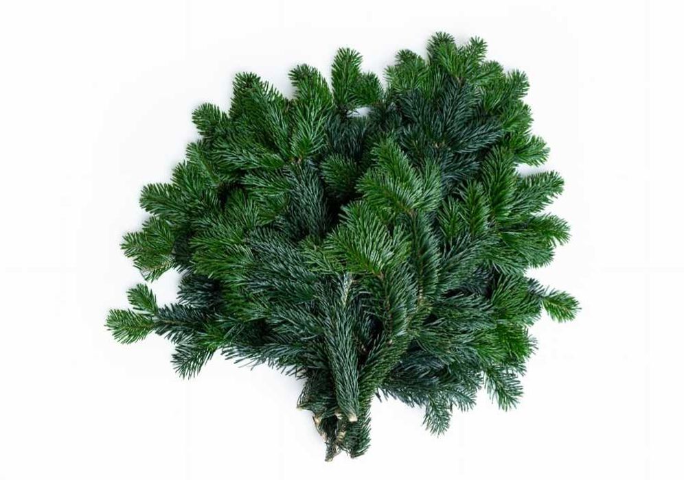 Gałęzie jodły kaukaskiej cena za 1kg