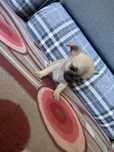 piesek rasy chihuahua