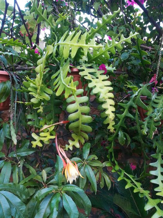 Planta natural espinha-de-peixe Branca/Vermelha