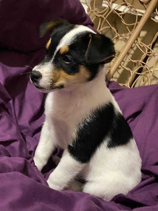 Дівчинка Джек рассел тер'єр