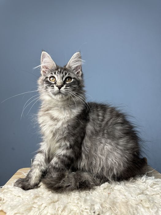 Девочка серебро крупная и широкая мейн кун 3 месяца