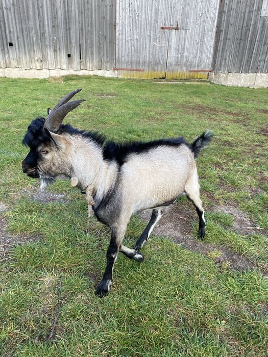 Koziołek /Koza sprzedam