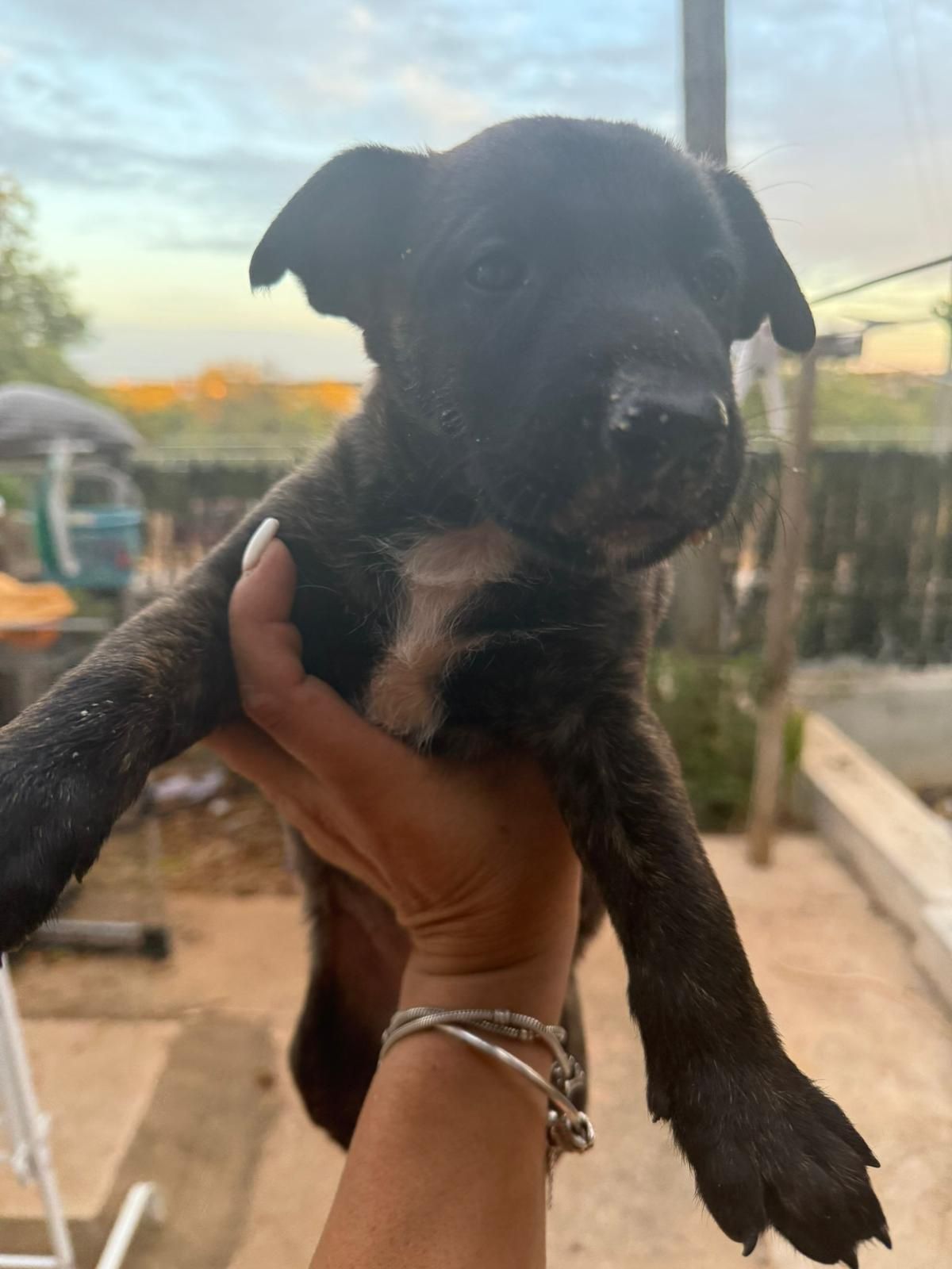 Filhotes de bull Terrier traçado com pastor belga