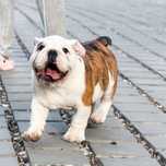 Piekny piesek rasy Buldog Angielski! ZKWP/FCI! Gotowy do zmiany domku!
