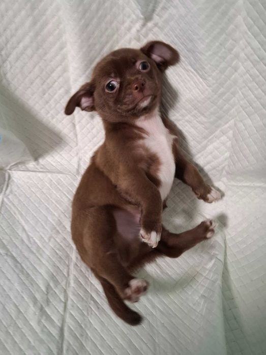 Czekoladowy chłopiec chihuahua dostępny do rezerwacji.