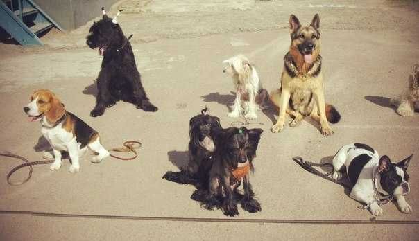 Dog-trainer. Кінолог. Хендлер. Перетримка. Вигул