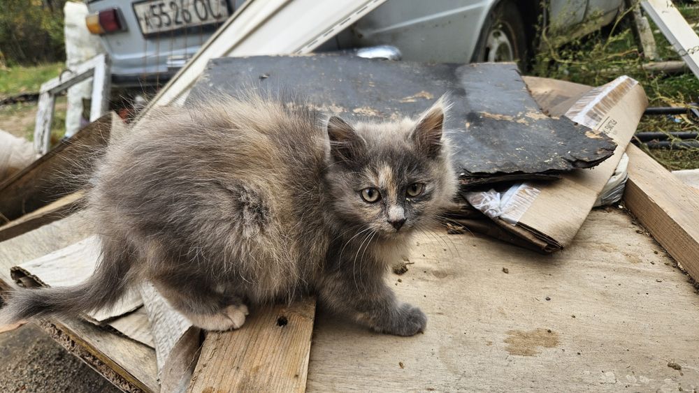 Двоє маленьких гарненьких кошенят шукають родину