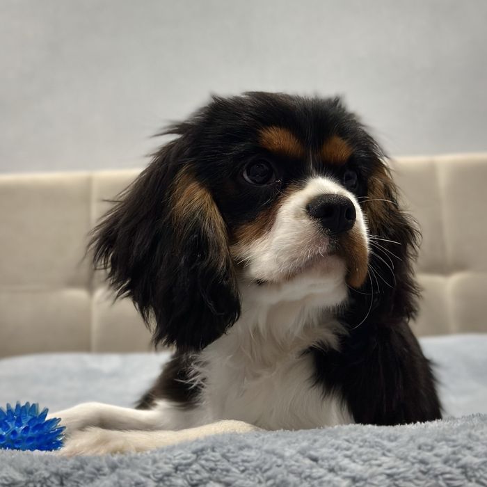 Чудовий кавалерчик! Хлопчик триколор Кавалер Кінг Чарльз спанієль