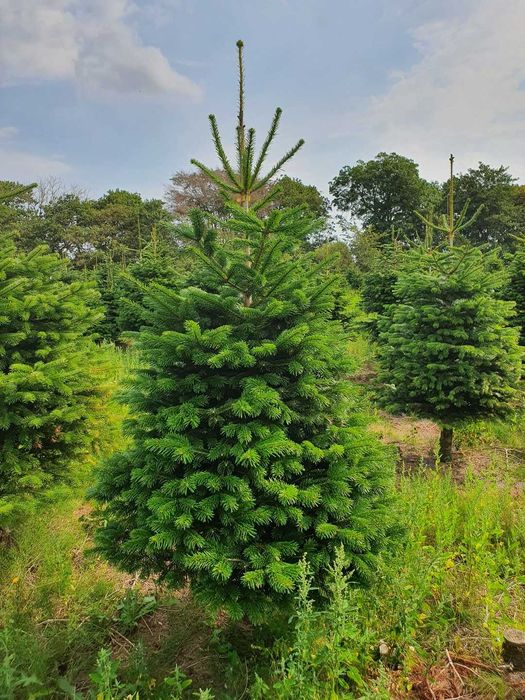 Jodła Kaukaska cięta lub w donicy 200 - 250 cm Premium / TuChoinki.pl