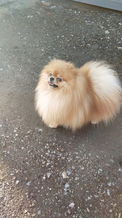 Вязка, померанский шпиц