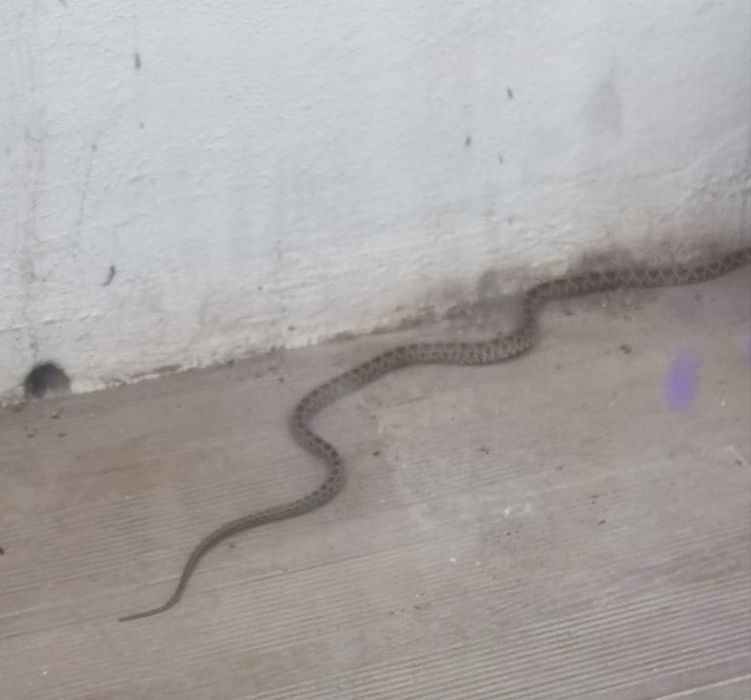 Cobra com cerca de 1.20m