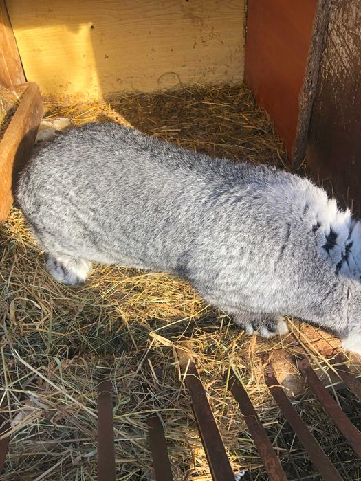 Продам кролі породи Європейська шиншила