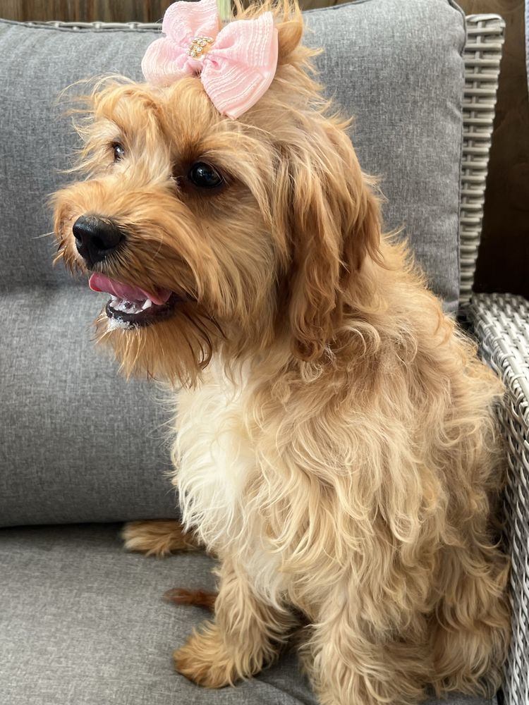 Suczka cavapoo do odbioru