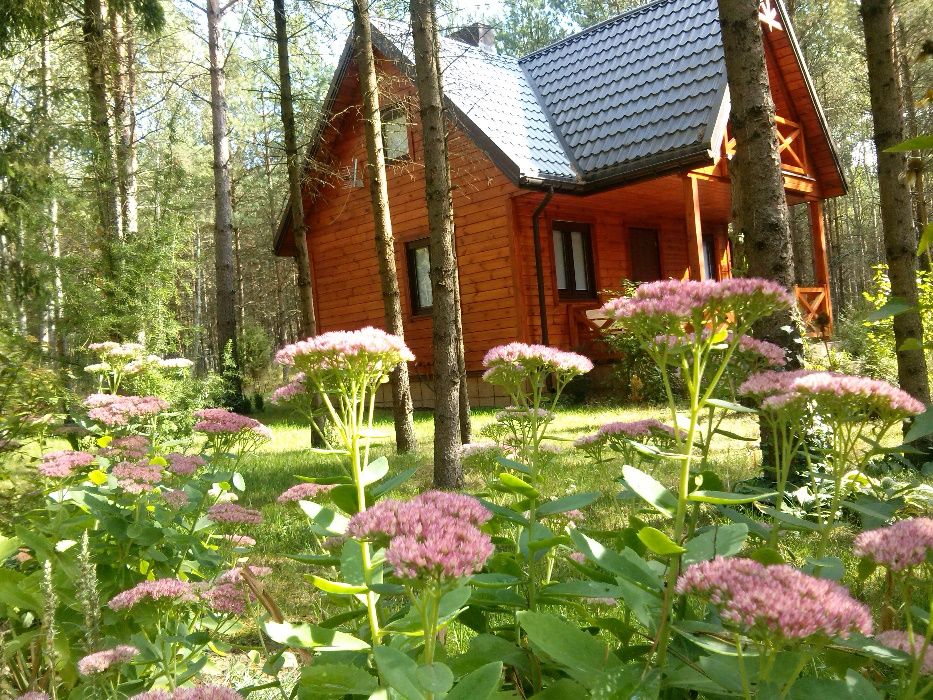 Wynajmę uroczy domek nad Siemianówką - Nowa Łuka