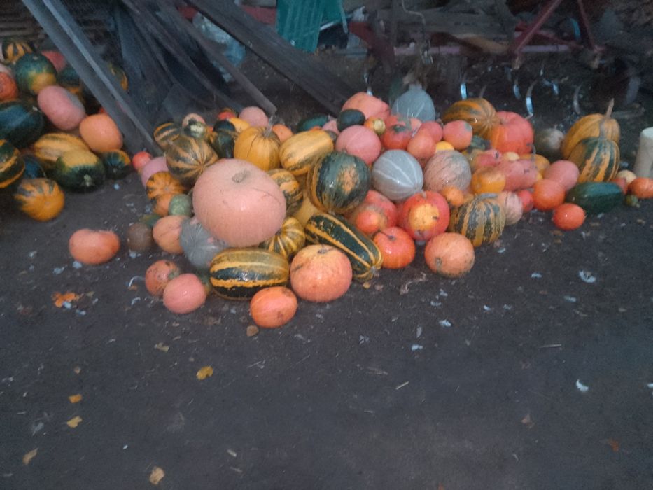 Sprzedam dynie świeżo zebrane