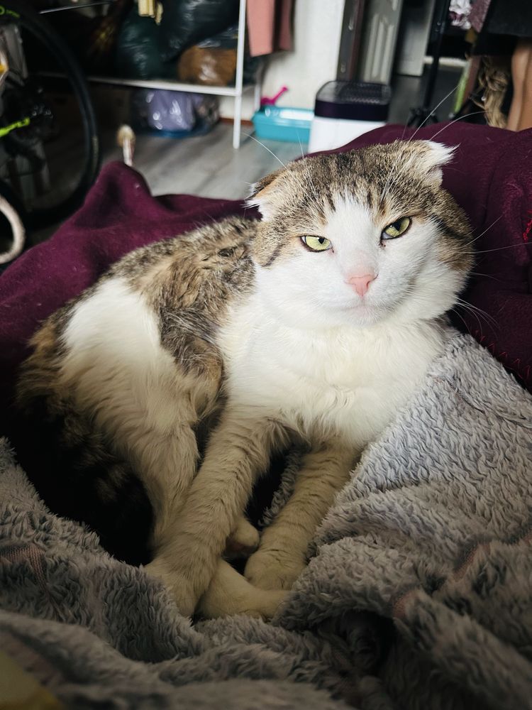 Котик Грицюша шукає дім