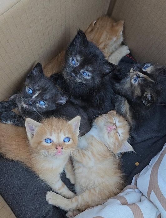 Котята в добрые руки Днепр
