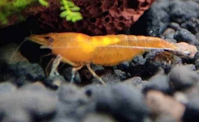 Neocaridinas Green Jade ,Fire Red, Orange, Yellow, Blue Dream e Jelly