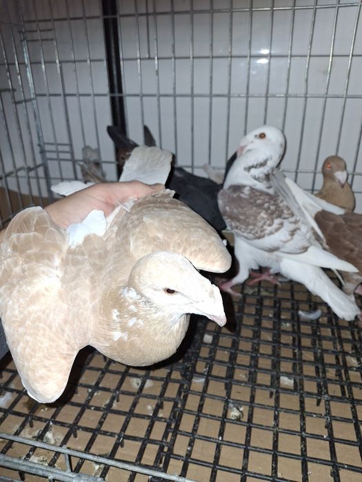 Gołebie Rzeszowskie