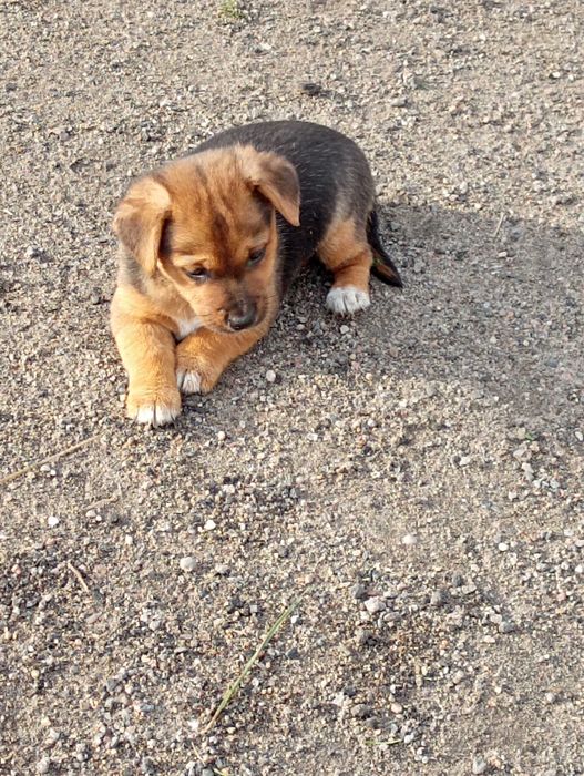 Oddam małą suczkę