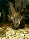 Skalary Santa Isabel. Pterophyllum scalare.