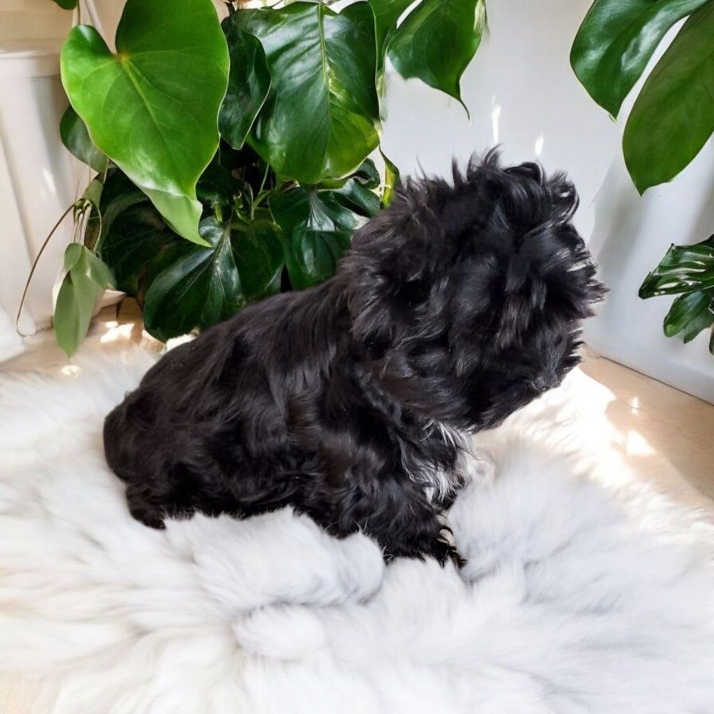 **FANTASTYCZNA**czarna MINI  Dziewczynka Black Yorkshire Terrier