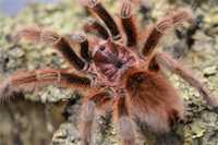 Паук птициед Grammostola rosea red самка L12