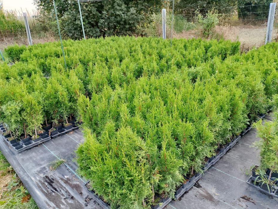 Thuja Smaragd, Tuja Szmaragd 60 cm cena 3 zł