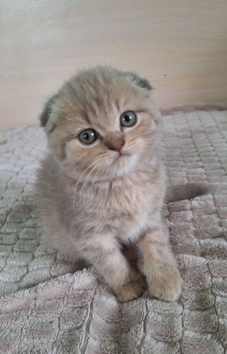 Шотландські кошенята