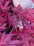 Klon palmowy  golden purple globe tatarski plantan elegance flamingo