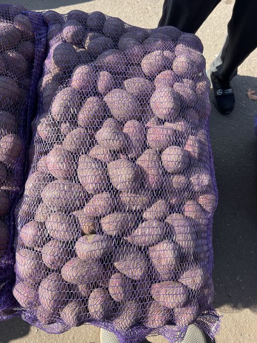 Картошка Лук КАПУСТА (КУБАНКА, БЕЛАРОСА, Королева Анна)