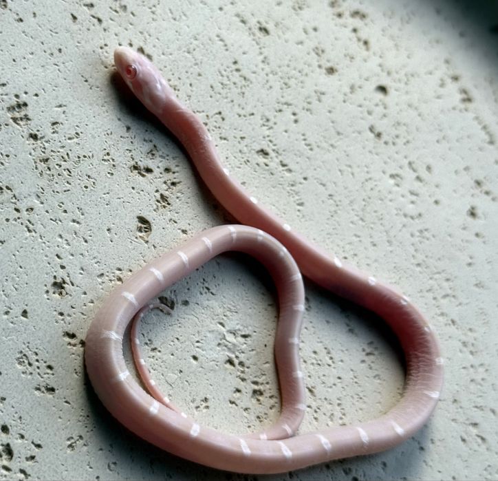 Wąż zbożowy Snow Scaleless