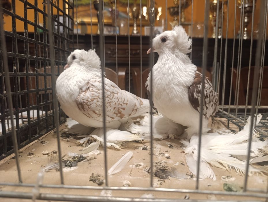 Saksoński, Saksońskie tarczowe dwuczube, gołębie ozdobne