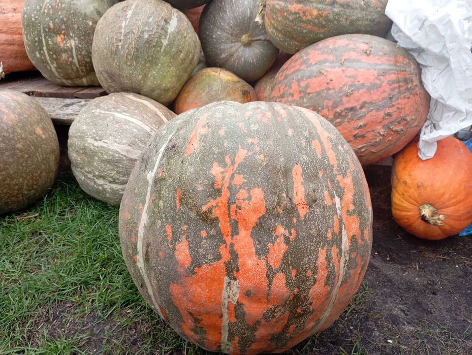 Sprzedam dynie na Halloween