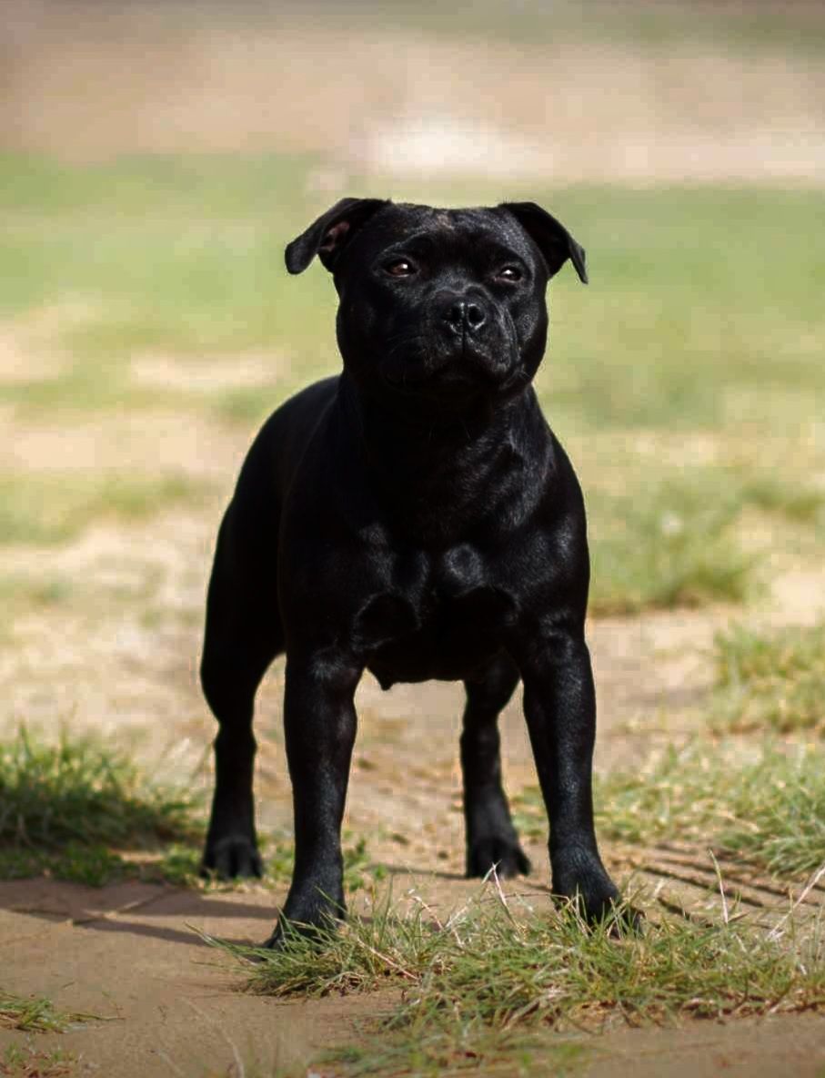 Staffordshire bull terrier piesek, staffik FCI