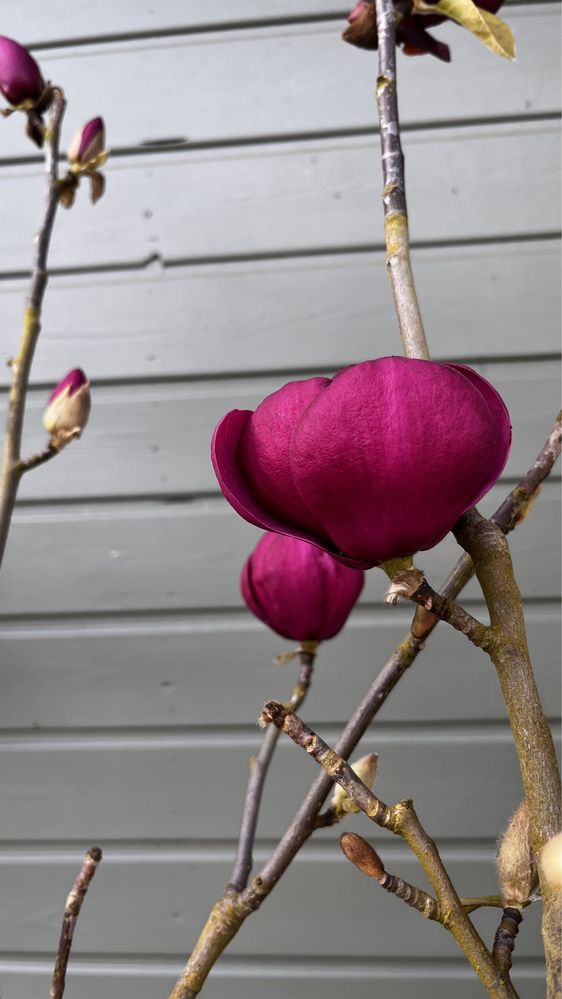 Bajeczna magnolia Genie, bordowe kwiaty, duża sadzonka