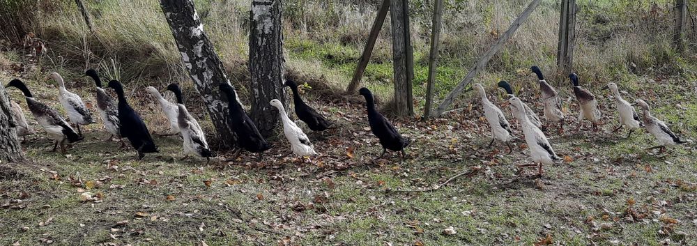 Biegus indyjski KACZORY srebrne i szmaragdowe