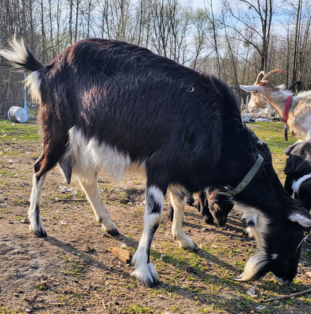 Młode kozy koza i cap