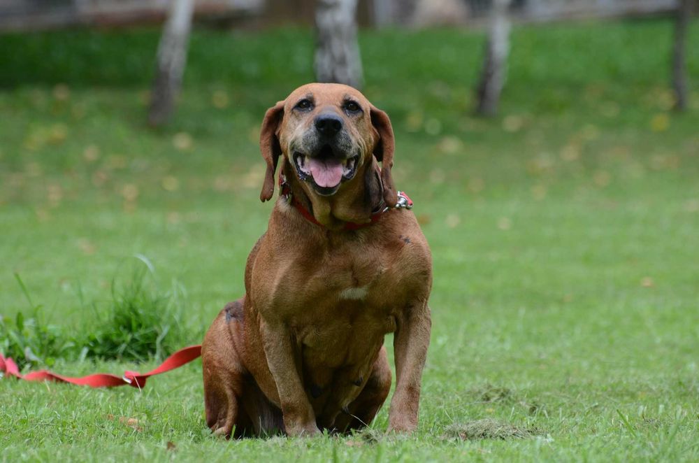 WERKA- do adopcji