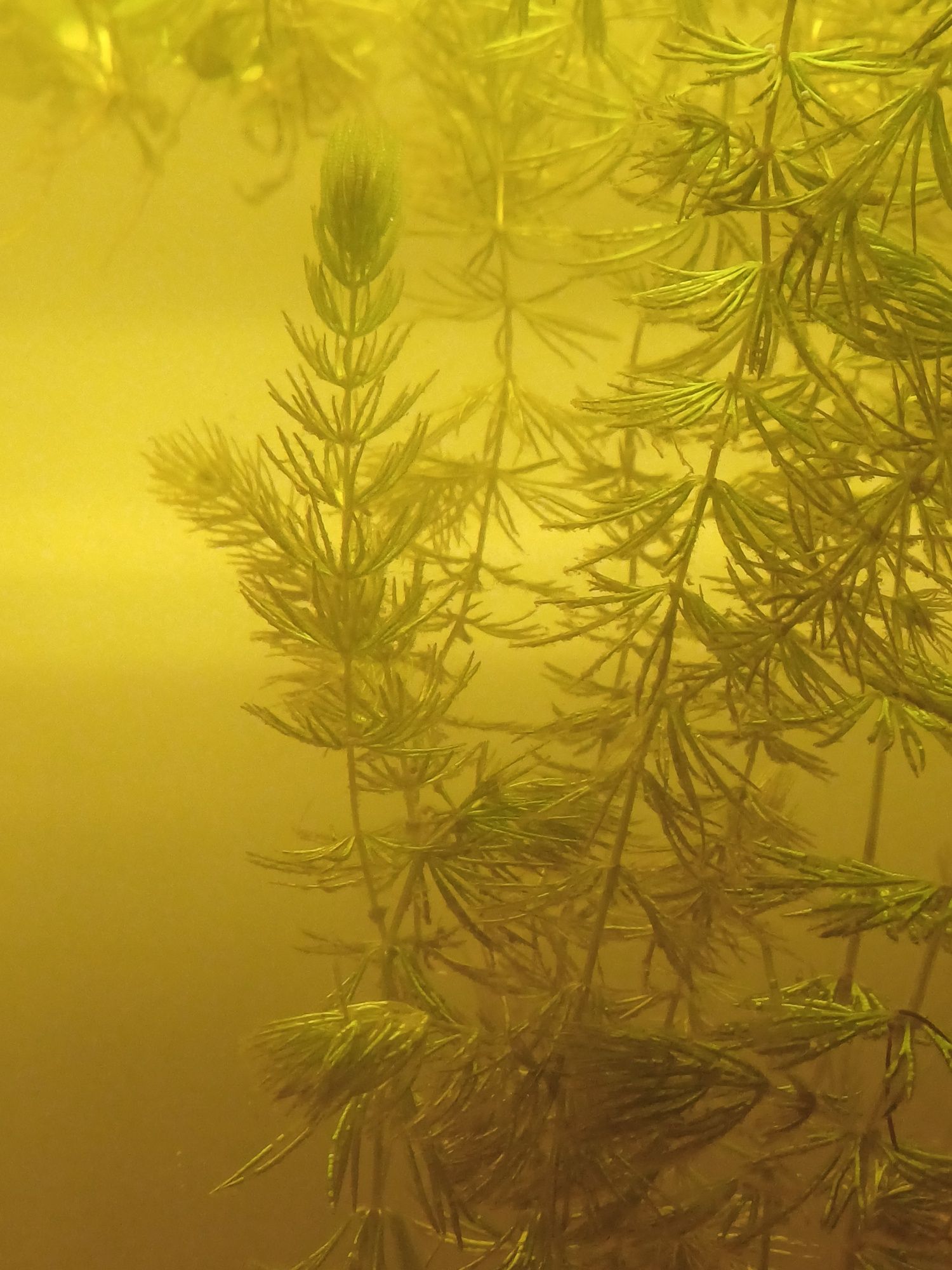 plantas aquáticas foxtail ,elodeas , e flutuantes