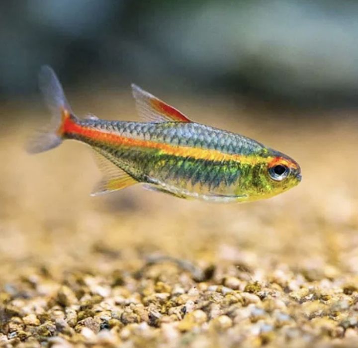 Peixe Tetra Neon Rosa