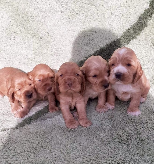 Маленькі кокер-спаніелі шукають свій дім